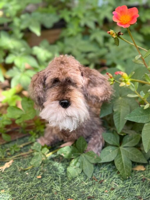 Basil - Image 4